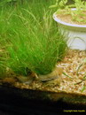 Eleocharis Parvula